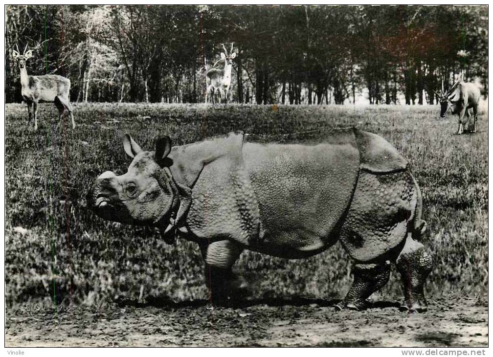 Thème : Réf : B-12-3433 : Rhinocéros - Rhinozeros