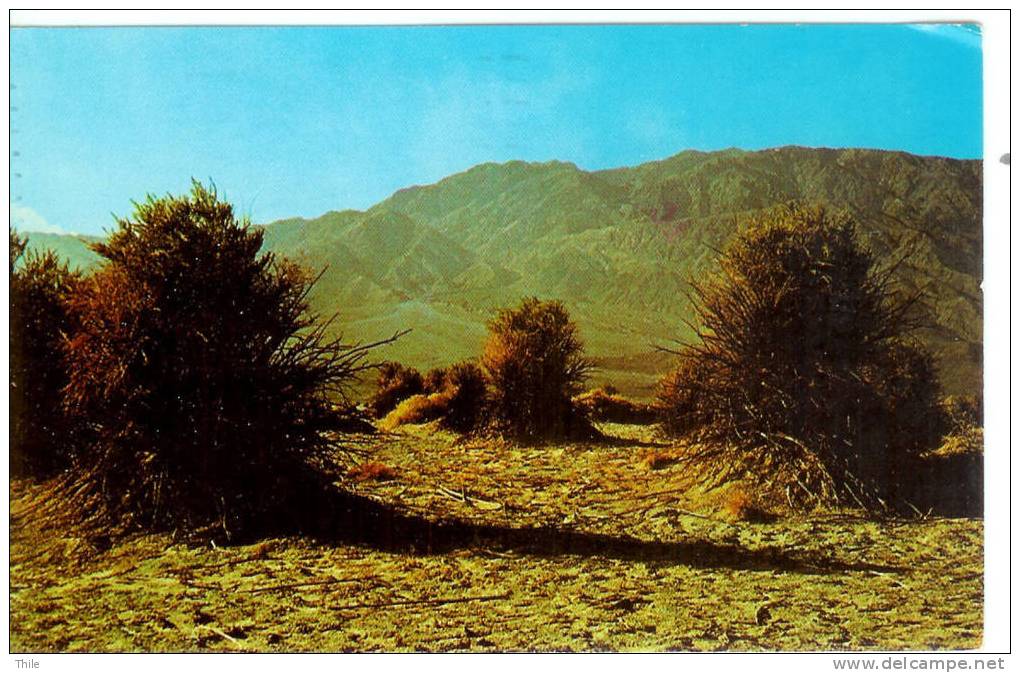 Devil's Cornfield - Death Valley National Monument - Death Valley