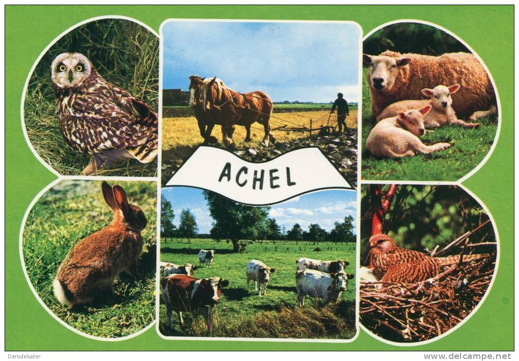 ACHEL.Unwritten.Owl.Strigiformes.Uil.Horses.Cows.Rabbit.Lapin.Sheep.Mouton. Birds.Schapen.Vache.Chevaux.Paarden.Cat - Hamont-Achel