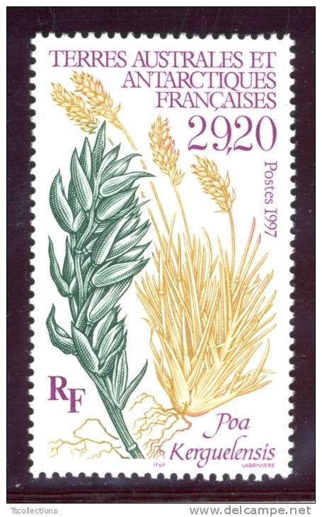 T.A.A.F. N°220 Flore - Poa Kerguelensis - Unused Stamps