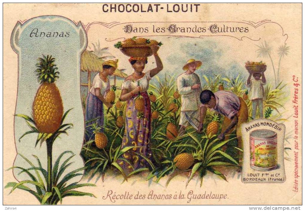 Dans Les Grandes Cultures - Ananas - Récolte Des Ananas En Guadeloupe - Ananas Mondésir : Bordeaux - Louit