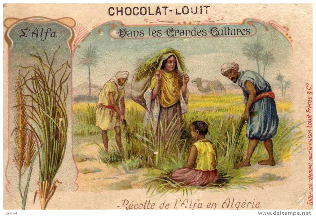 Dans Les Grandes Cultures - L'Alfa - Récolte De L'Alfa En Algérie  - Agriculture - Métier - Louit