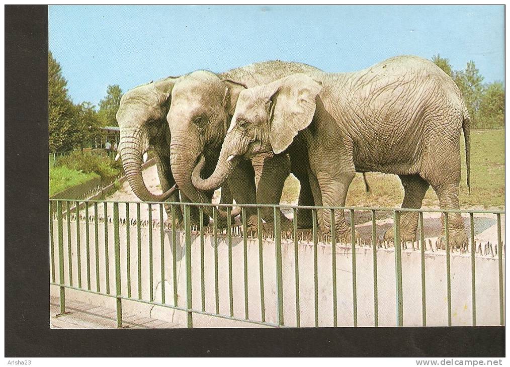 5k. FAUNA Elephant - Elephas Maximus Loxodonta Africana - Photo Z. Raczkowska - RUCH - Elefantes