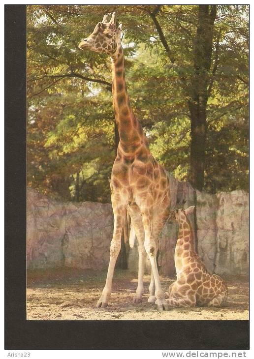 5k. FAUNA Giraffe - Giraffa Camelopardalis - Photo Z. Raczkowska - RUCH - Girafes