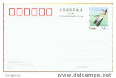 PP111 2005 CHINA Wide GOOSE POSTAGE CARD - Geese