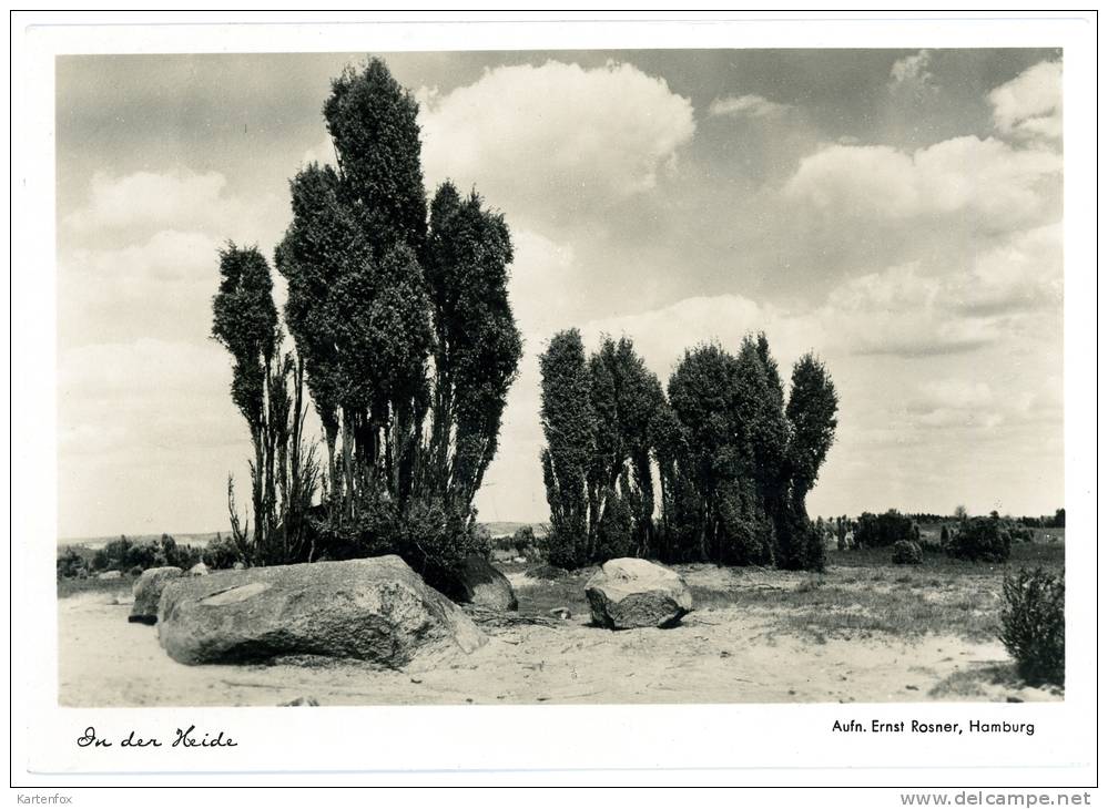 In Der Heide, Lüneburger ?, Foto, Ernst Rosner, Hamburg - Lüneburger Heide