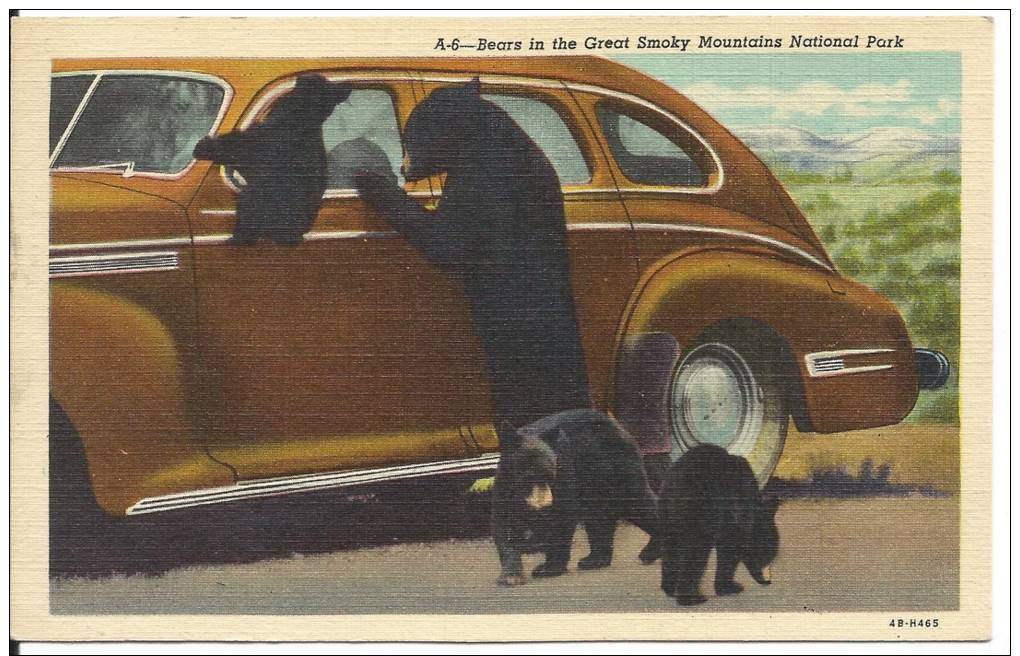 Linen Postcard Of Bear Family By Car By Curteich - Bears