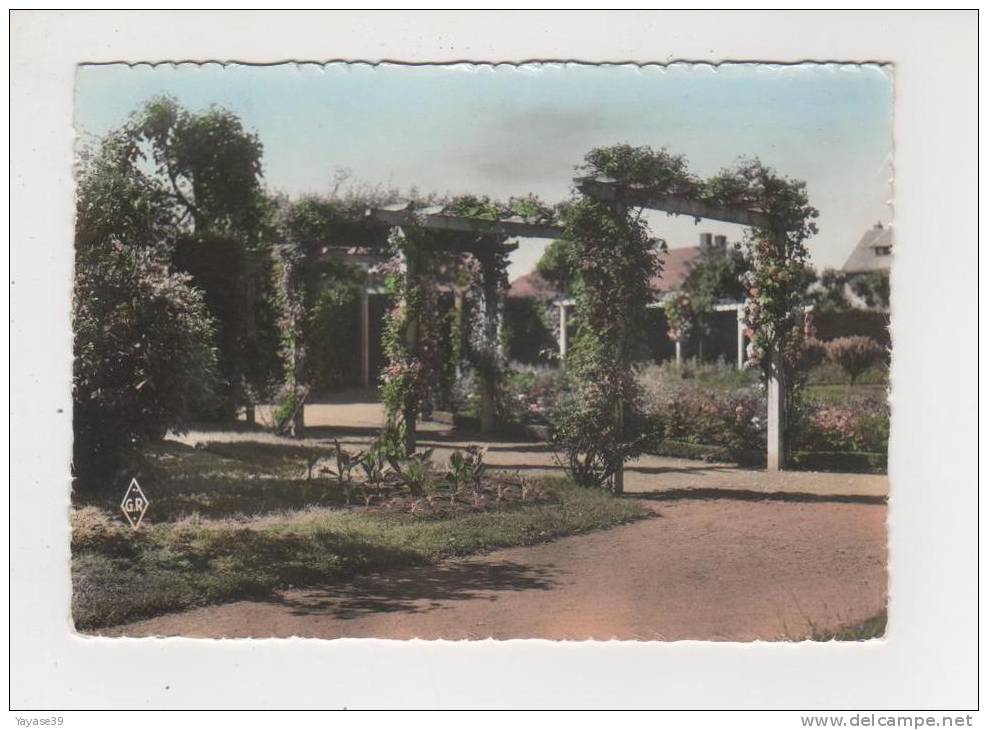 71 Montceau Les Mines N° 1557 Jardin Du Petit Bois La Roseraie Belle Carte Dentelée écrite En 1961 - Montceau Les Mines