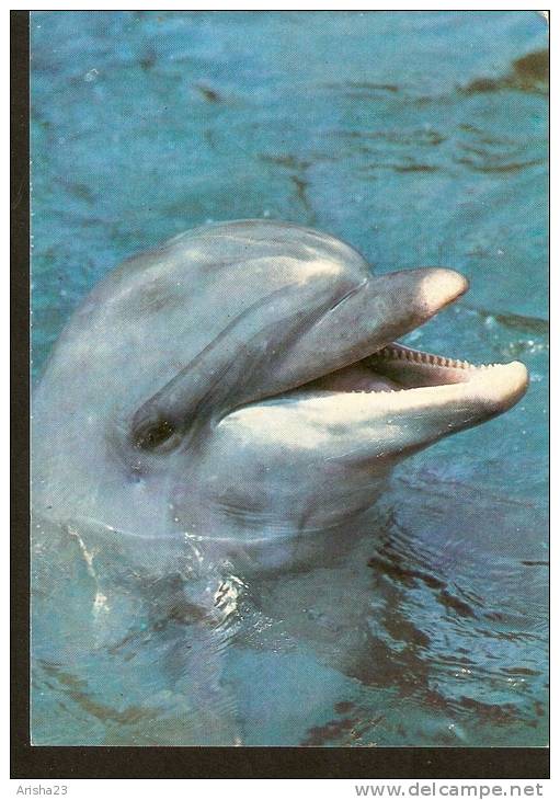 5k. FAUNA, Dolphin - 1985 - Dolfijnen
