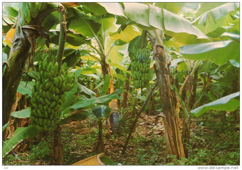 ANTILLES - WEST INDIES -Bananeraie, Banana Plantation (banane, Bananes) * PRIX FIXE - Autres & Non Classés