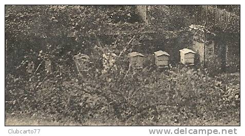 Champtoceaux (49) : Vue  Générale Sur Les Ruches D'un Domaine Dans Les Faubourgs  En 1910 RARE. - Champtoceaux