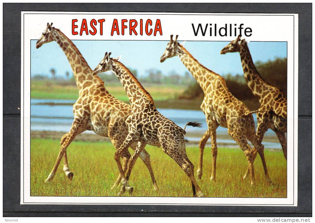Est  Africa  -  Wildlife.   Giraffe . Ottimamente Tenuta - Girafes
