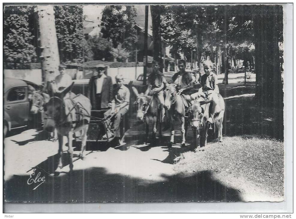 ANE - VICHY - Les Promenades à ânes - Anes