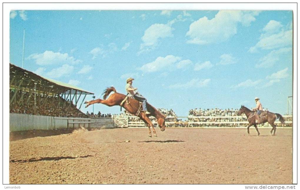 USA, Wolf Point Stampede, Montana, Unused Postcard [P8166] - Other & Unclassified