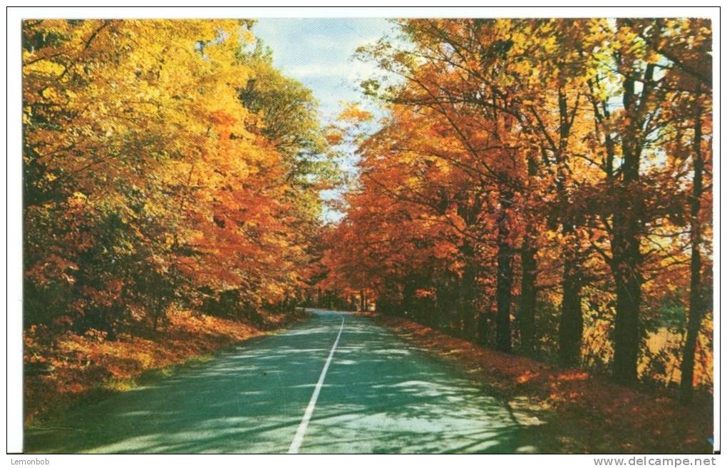 USA, Fall In Vermont, 1960 Dated, Unused Postcard [P8180] - Other & Unclassified