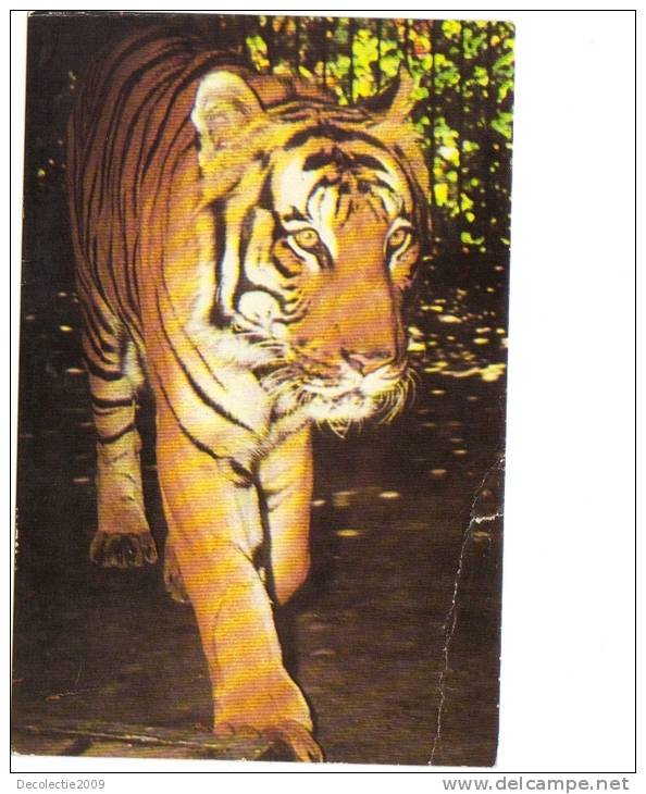 Zs28088 Tigres Tiger Not Used Back Scan Available At Request - Tigers