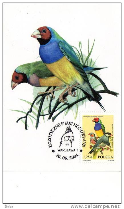 Animals And Fauna / Birds / Parrots / Perroquets / Maximum Card Postmark Parrot - Papageien