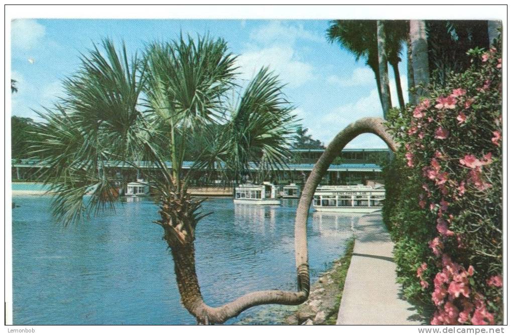 USA, The Lucky Palm, Florida's Silver Springs, Unused Postcard [P8212] - Silver Springs