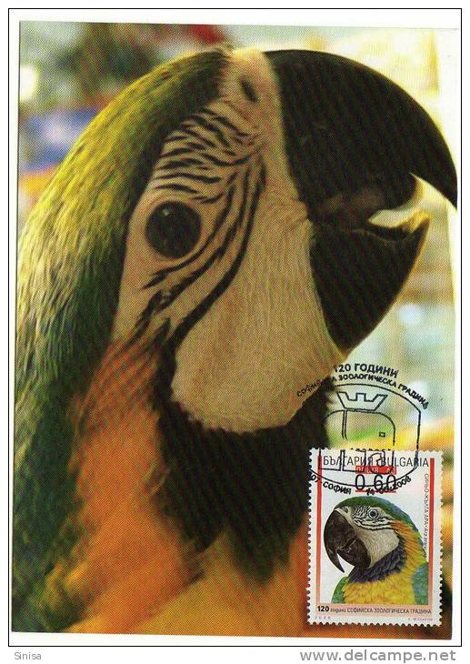 Animals And Fauna / Birds / Parrots / Perroquets / Maximum Card Postmark - Perroquets & Tropicaux