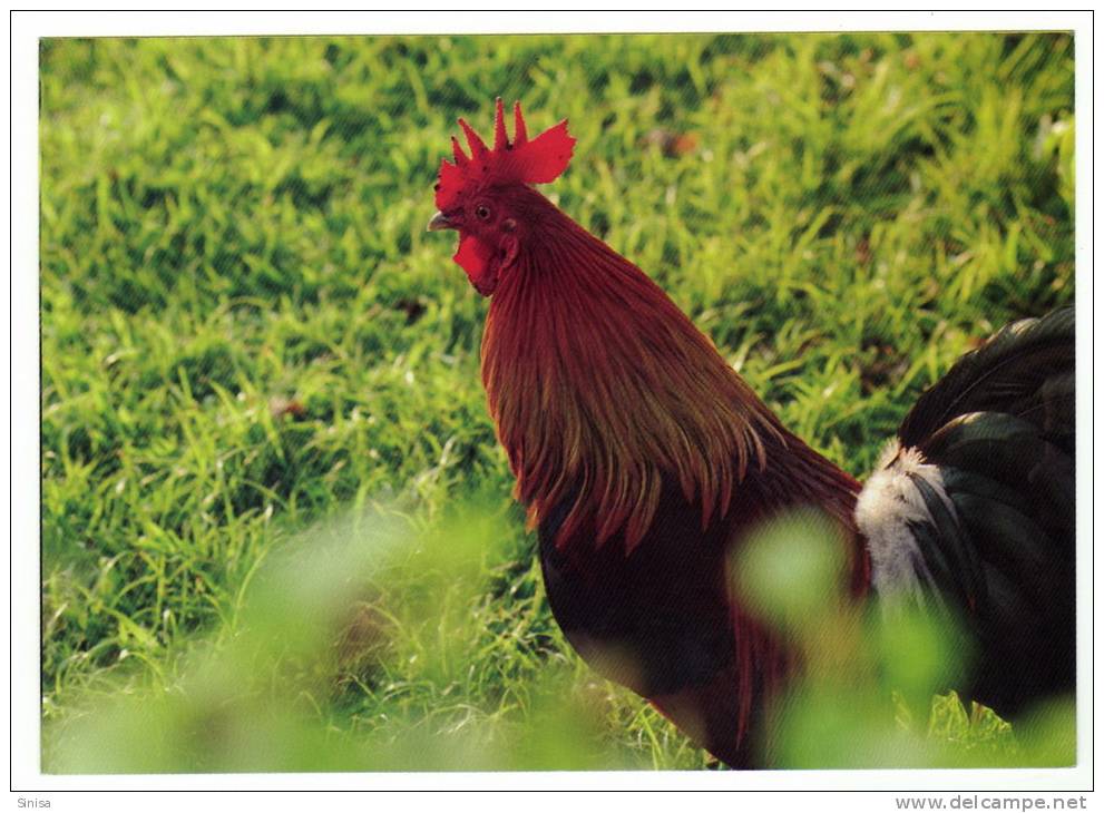 Animals And Fauna / Rooster / Cock / Coq / Postcard - Gallináceos & Faisanes