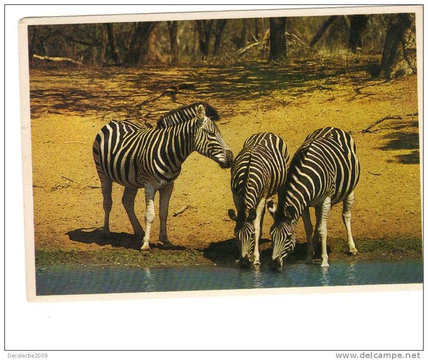 BC61625 Animals Animaux Zebres Zebras Not Used Perfect Shape Back Scan At Request - Zèbres