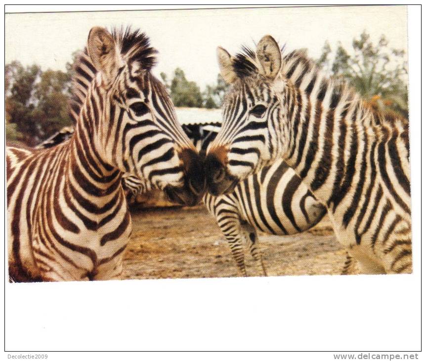 BC61627 Animals Animaux Zebres Zebras Not Used Perfect Shape Back Scan At Request - Zebras