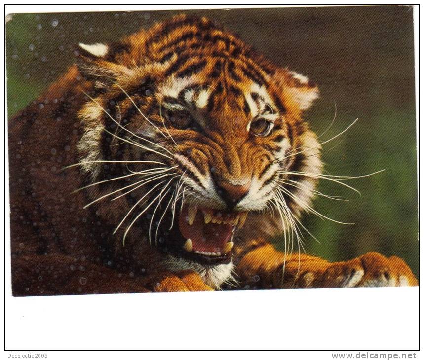 BC61649 Animals Animaux Tigre Tiger Used Perfect Shape Back Scan At Request - Tiger