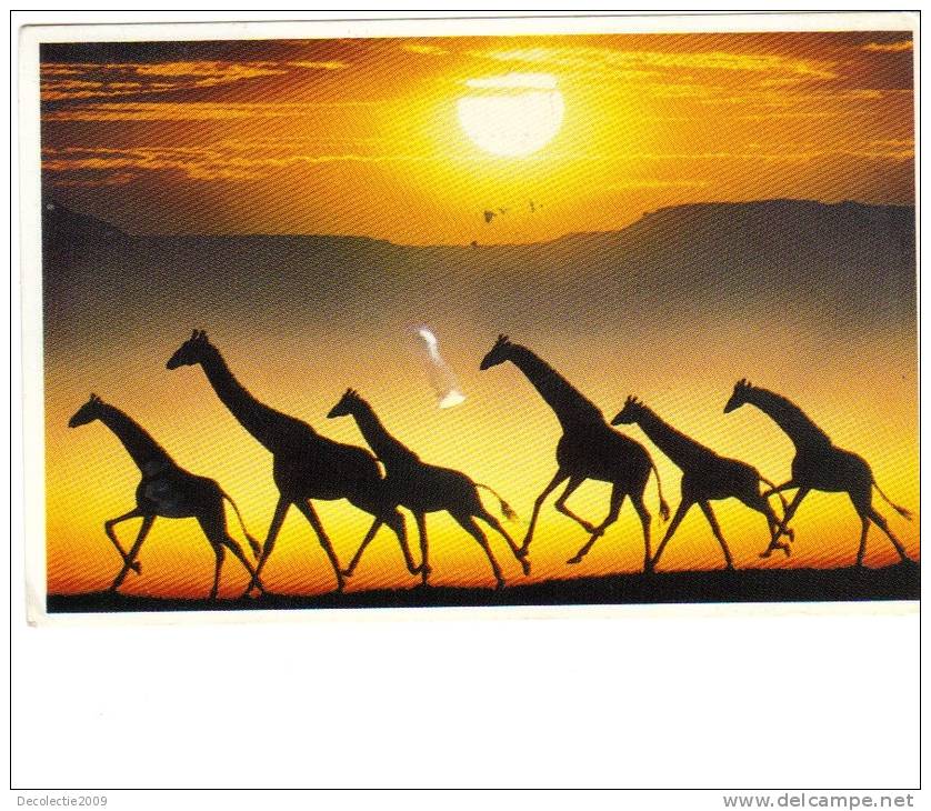 BC61653 Animals Animaux Girafes Giraffes Sunset Used Perfect Shape Back Scan At Request - Girafes