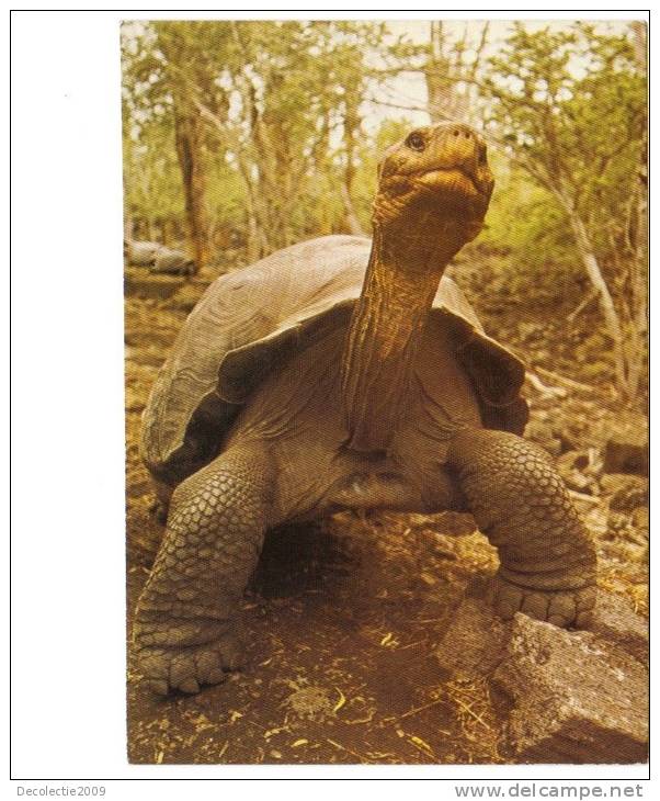 BC61683 Animals Animaux Galapagos Tartoise Tortue Not Used Perfect Shape Back Scan At Request - Schildpadden