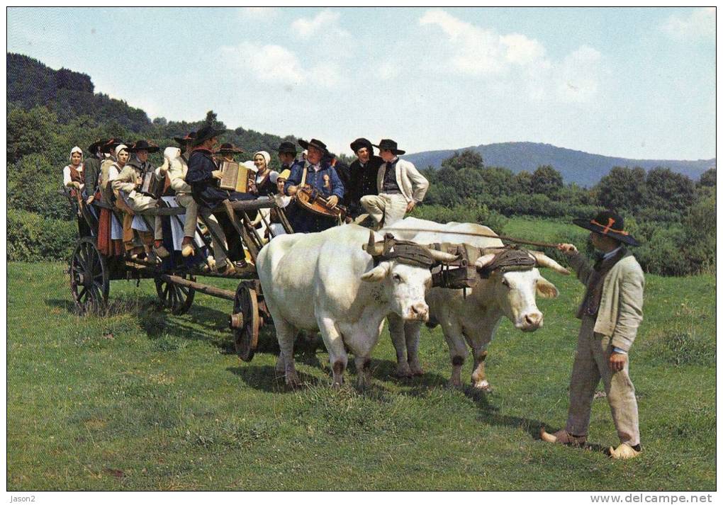 Cpm Groupe Folklorique Les Galvachers Du Morvan, Attelage De Boeufs, Accordeon, Non Circulee - Musique