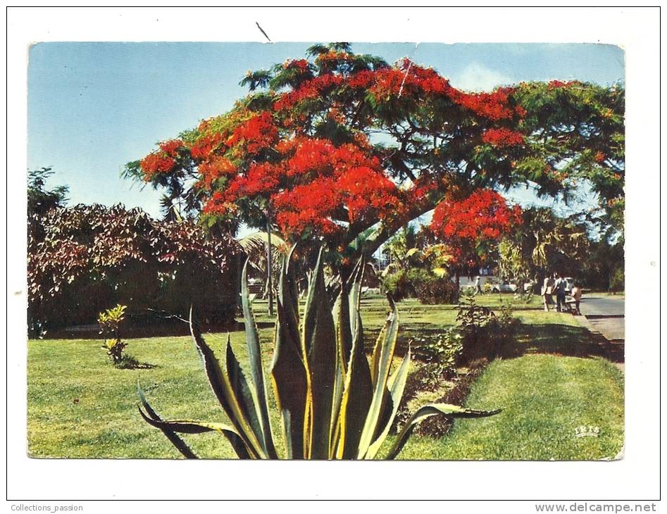 Cp, La Réunion, Saint-Pierre, Flambloyant, Voyagée (non Oblitérée) - Saint Pierre