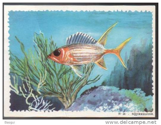 Lot De 13 Cartes Pré-decoupées Pub Biscottes Reinette, Poissons, Oceanrama - Animaux