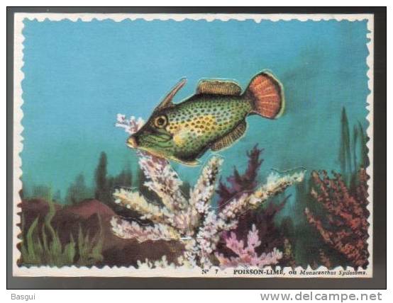 Lot De 13 Cartes Pré-decoupées Pub Biscottes Reinette, Poissons, Oceanrama - Animals