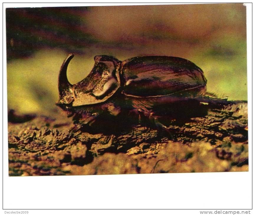 BC61102 Animals Animaux Insectes Oryctes Nasicornis Not Used Perfect Shape Back Scan At Request - Insects