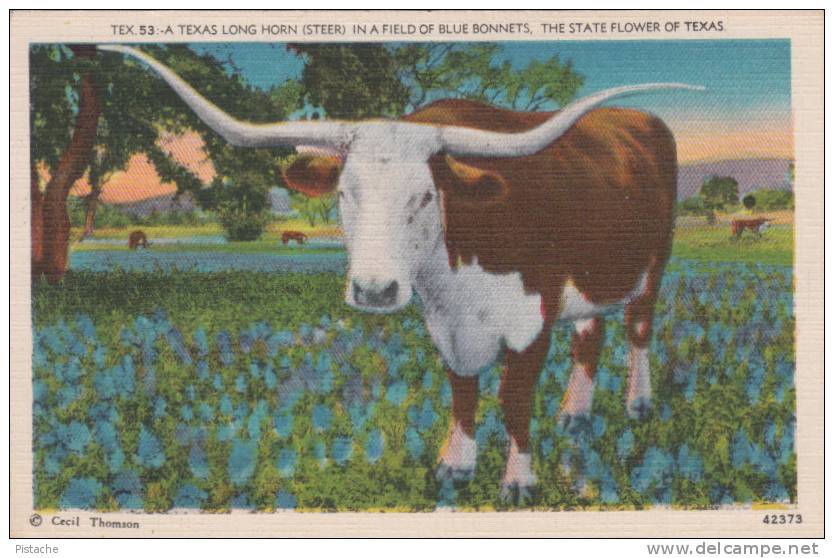 Vintage - Texas - Long Horn Steer In Blue Bonnets - Unused - VG Condition - 2 Scans - Bull