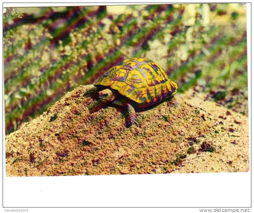 BC61136 Animals Animaux Tortue Turtle Not Used Perfect Shape Back Scan At Request - Tartarughe