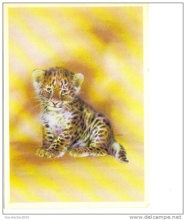 BC61202 Animals Animaux Tiger Tigre Petit Not Used Perfect Shape Back Scan At Request - Tigri