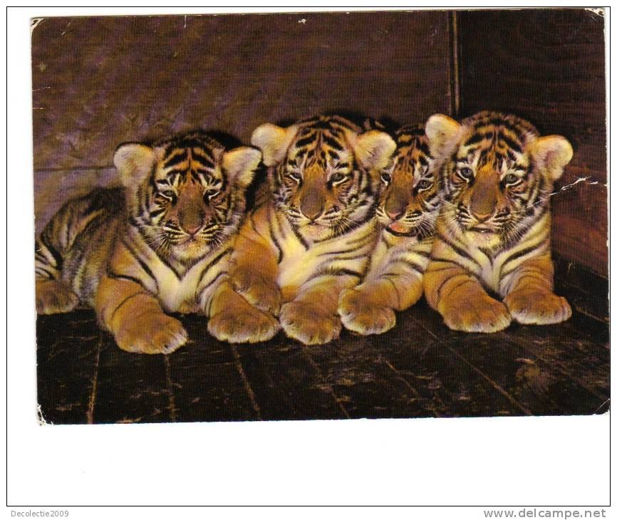 BC61259 Animals Animaux Tigres Tiger Cabs Not Used Perfect Shape Back Scan At Request - Tigers