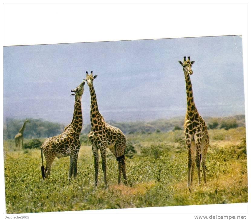 BC61262 Animals Animaux Girafes Giraffes Used Perfect Shape Back Scan At Request - Girafes