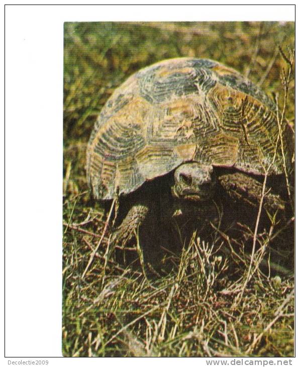 BC61273 Animals Animaux Tortue Turtle Not Used Perfect Shape Back Scan At Request - Tartarughe