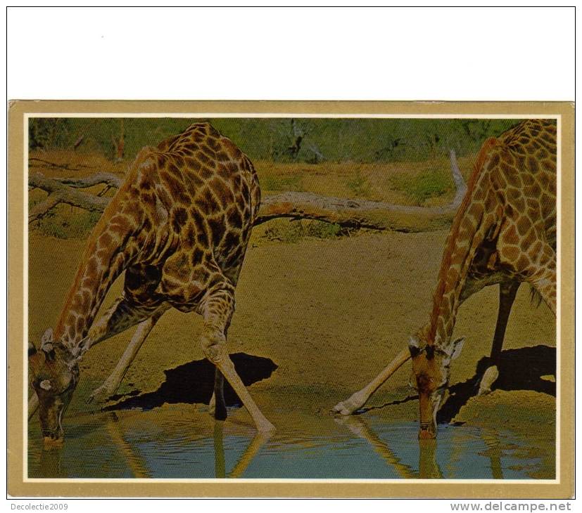 BC61290 Animals Animaux Girafes Giraffes Not Used Perfect Shape Back Scan At Request - Girafes