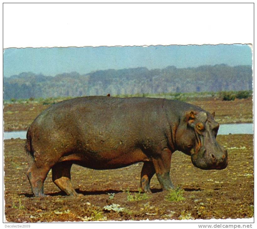 BC61300 Animals Animaux Hippopotame Hippopotamus Not Used Perfect Shape Back Scan At Request - Hippopotames