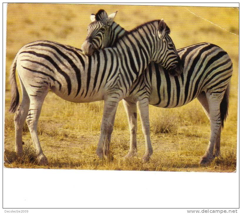 BC61303 Animals Animaux Zebres Zebras Not Used Perfect Shape Back Scan At Request - Zebras