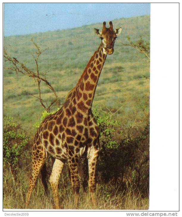 BC61312 Animals Animaux Girafe Giraffe Not Used Perfect Shape Back Scan At Request - Giraffes