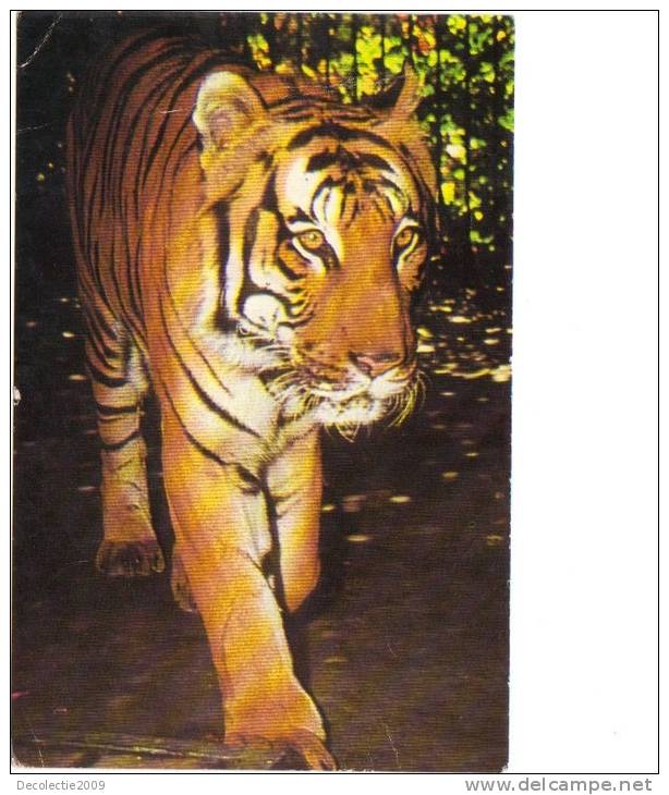 BC61334 Animals Animaux Tiger Tigre Used Perfect Shape Back Scan At Request - Tigers