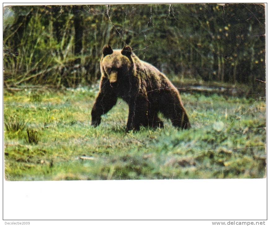 BC61363 Animals Animaux Ours Bear Not Used Perfect Shape Back Scan At Request - Ours