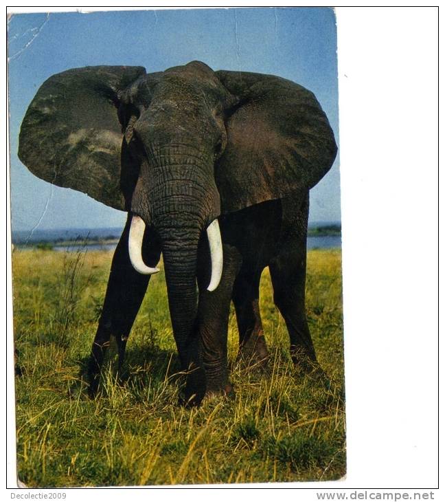 BC61366 Animals Animaux Elephant Used Perfect Shape Back Scan At Request - Elefantes