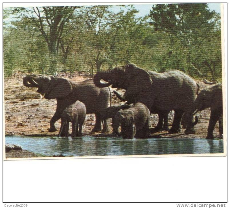 BC61389 Animals Animaux Elephants And Calfs Not Used Perfect Shape Back Scan At Request - Éléphants