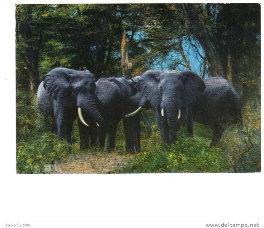 BC61390 Animals Animaux Elephants Used Perfect Shape Back Scan At Request - Éléphants