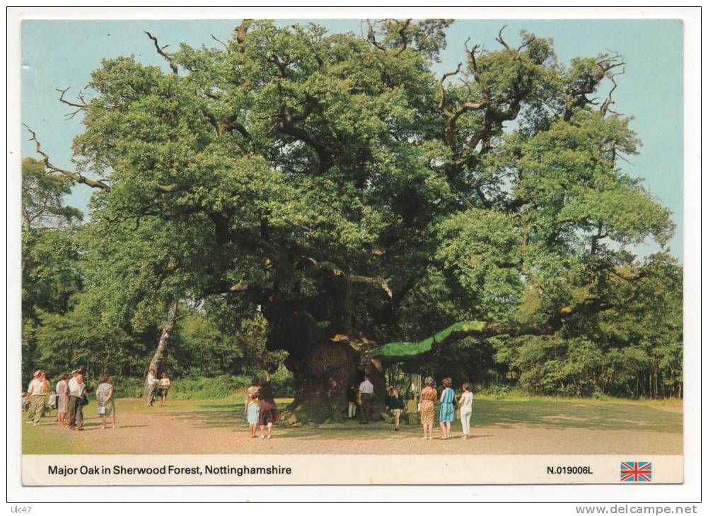 - Major Oak In Sherwood Forest, Nottinghamshire - Dim: 15x10cm. - Scan Verso - - Nottingham